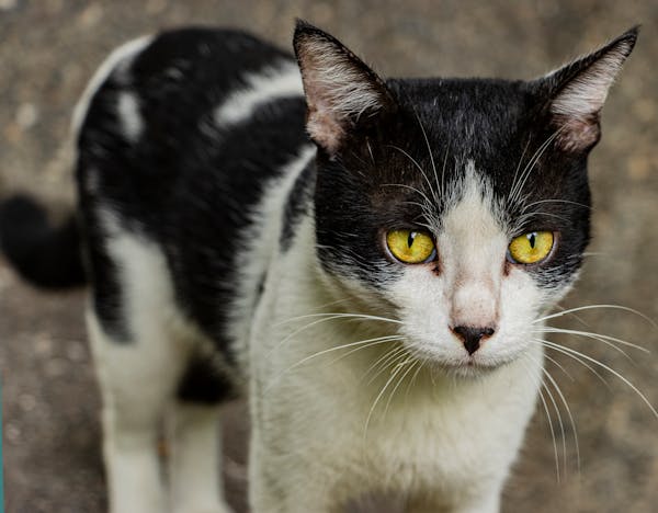 cat